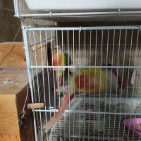 گرینچیک.راهب .برزیلی|پرنده|ماهدشت, |دیوار