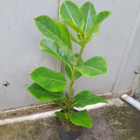 گل فیکوس و آگلونما