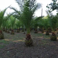 نخل فونیکس زمینی تک و تعداد|گل و گیاه طبیعی|رشت, گیل|دیوار