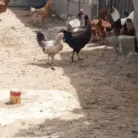 تخم مرغ محلی اصل درشت وتازه|خوردنی و آشامیدنی|قم, شهرک امام حسین|دیوار