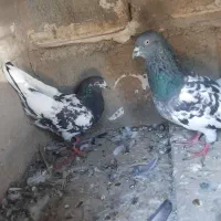 کبوتر|پرنده|بیلوار, |دیوار