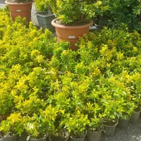 شمشاد طلایی|گل و گیاه طبیعی|چهاردانگه (تهران), |دیوار