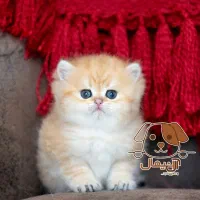 همستر، گربه