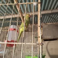 طوطی ملنگو ماده