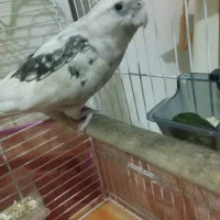 عروس هلندی شیطون