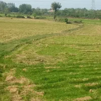 زمین-کشاورزی-بیجار-سنتی