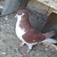 کبوترسینه سیاه کله سبز ساده کاکلی طوقی چپ خال سیاه