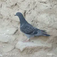 کبوتر مگس نر