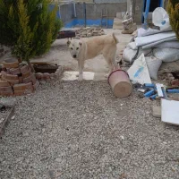 سگ سرابی شش ماهه|سگ|رباط‌کریم, رباط‌کریم|دیوار