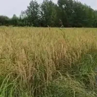 برنج هاشمی درجه یک