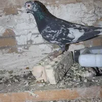 کبوتر کفتر هوایی پرشی جفتگاه|پرنده|مشهد, آزادشهر|دیوار