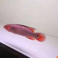 رد پایک اتاباپو