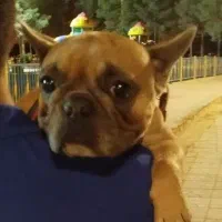 سگ بولداگ فرنچ