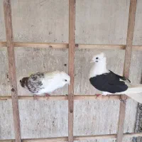 کفتر یک جفت پشتدار