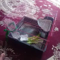 خرگوش