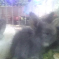 بچه خرگوشهای لوپ بامزه واکسن خوردن|موش و خرگوش|هشتگرد, تهران دشت|دیوار