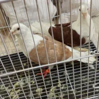 کبوتردوبال اهوازی|پرنده|مینودشت, |دیوار