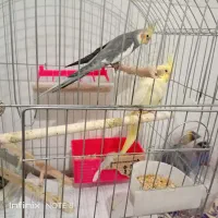 عروس هلندی جفت