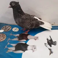 کبوتر دمسفید