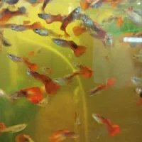 عرضه ماهی گوپی وحلزون سیب و گیاه خز کریسمس