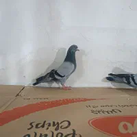 سبز|پرنده|کبودرآهنگ, |دیوار