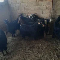 123456789|حیوانات مزرعه|شیراز, داریون|دیوار