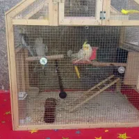 با سلام|پرنده|مشهد, کوشش|دیوار