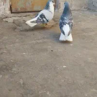 کبوتر .جفت ساده سبز ب شرط|پرنده|شیروان (خراسان), |دیوار