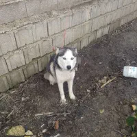 سگ هاسکی|سگ|بهشهر, |دیوار