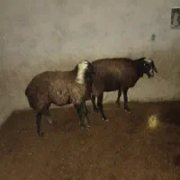 تعداد راس میش اصیل شال آبستن