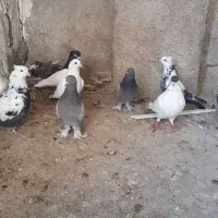 کبوتر (خرامه)|پرنده|شیراز, سعدیه شمالی|دیوار