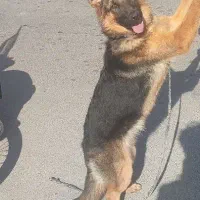 سگ ژرمن شپرد|سگ|پردیس, فاز ۱۱|دیوار