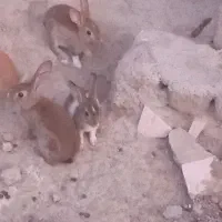 خرگوش