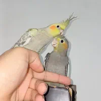 جوجه عروس.نروماده.۳ماهه فول رام و دستی.|پرنده|لاهیجان, لیالستان|دیوار