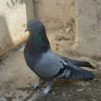 اصفهانی اصیل|پرنده|اصفهان, پوریای ولی|دیوار