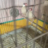 فنچ نرگسی شکلاتی جفت مولد +  کرم لایت|پرنده|تهران, آرارات|دیوار