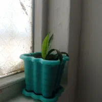 دو عدد گل و گلدان|گل و گیاه طبیعی|رباط‌کریم, شهرک والفجر|دیوار