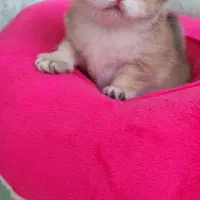 بریتیش گلد ny25