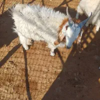 فروشی|حیوانات مزرعه|چاه مرید, |دیوار