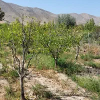 باغ|فروش زمین و ملک کلنگی|خوی, |دیوار