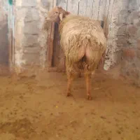 بره قوچ دامازدخ