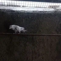 باخت رفته|حیوانات|رباط‌کریم, نصیرشهر|دیوار