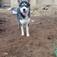 یک هاسکی نر