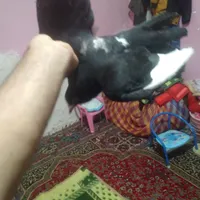 سیاه پلنگ  خوشگل|پرنده|کرمان, |دیوار