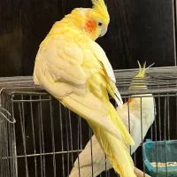 طوطی عروس هلندی مولد|پرنده|لنگرود, |دیوار