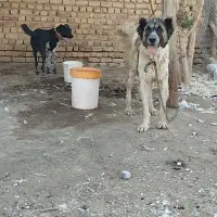 سگ گله