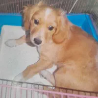 سگ خارجی فروشی