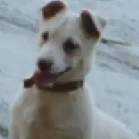 سگ پاکوتاه