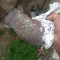 کبوتر کله سرخ نر