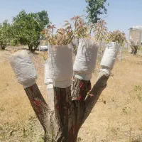 پیوند گردو ودرختان هسته دار و دانه داربصورت تضمینی